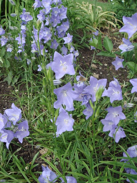 Campanula persicifolia